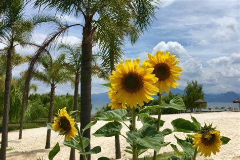 Royalty Free Beach Sunflower Pictures Images And Stock Photos Istock