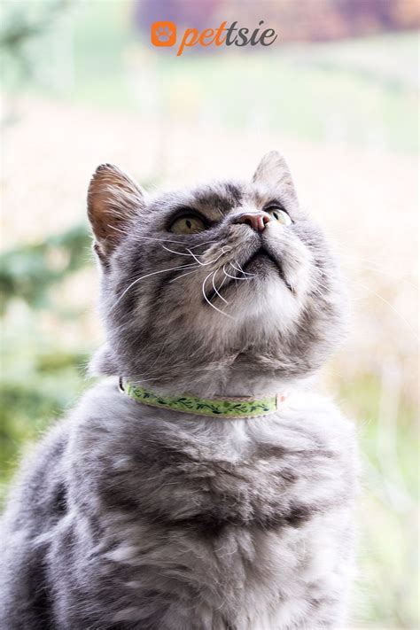Whether you're into simple collars for cats or prefer more dramatic cat collar designs with animal print, we've got your feline covered. Stylish green cat collar in unique design for the modern ...