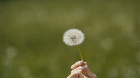 Hand holding a dandelion with seeds blowing away Stock Video Footage ...