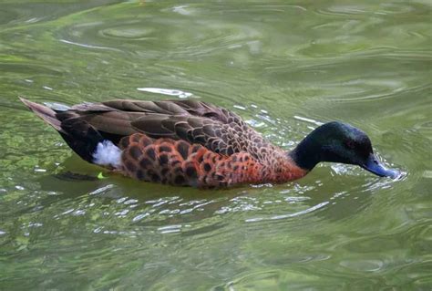 Chestnut Teal British Waterfowl Association