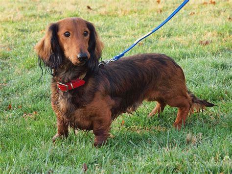 Dachshund Puppies Pictures Pictures Of Animals 2016