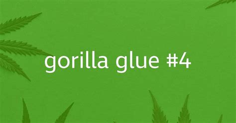 Gorilla Glue 4 Strain Cannabis Strain Reviews