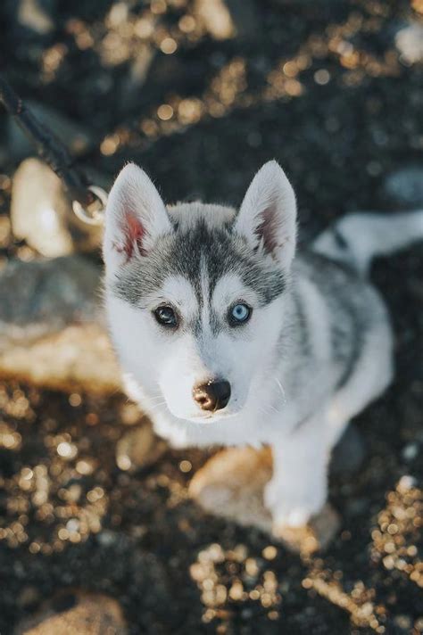 Adorable Siberian Husky One Brown Eye One Blue Eye ©️nunn Other