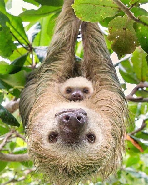 Mommy Sloth With Baby Cute Baby Sloths Animal Photography Wildlife