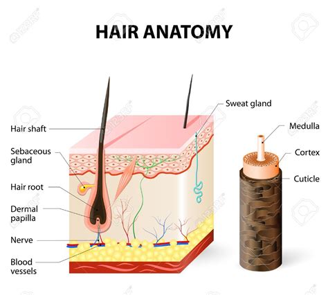 Unlocking The Mystery Of The Hair Cuticle Understanding Its Structure