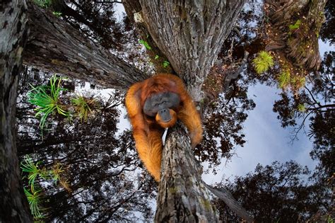 Las 10 Mejores Fotos De La Naturaleza Este 2021 Pro Bosque Chapultepec