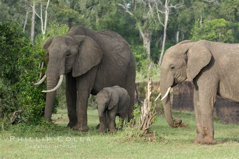 African Elephant Maasai Mara National Reserve Kenya Loxodonta Africana