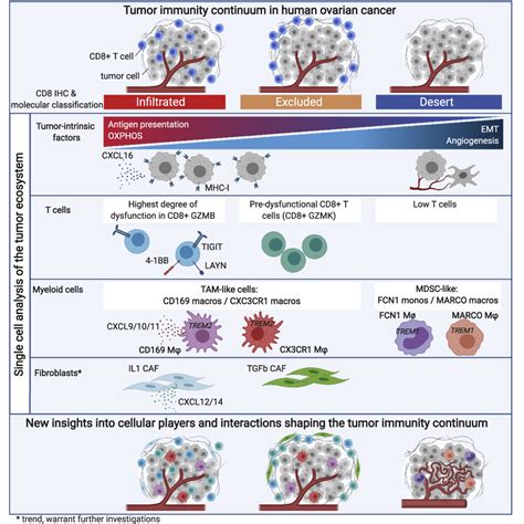 Single Cell Dissection Of Cellular Components And Interactions Shaping The Tumor Immune