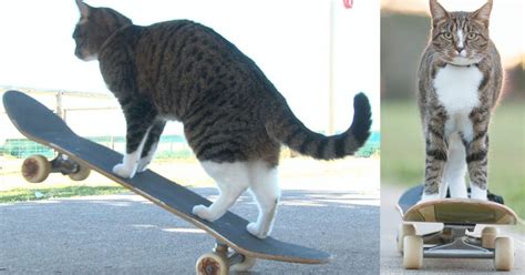 This Cat Skateboards Better Than I Do Twistedsifter