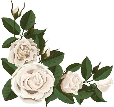 Best White Rose Illustrations Royalty Free Vector