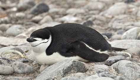 Chinstrap Penguin New Zealand Birds Online