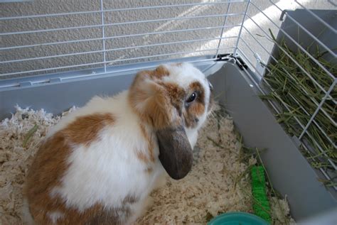 Filepet Rabbits 2 2014 01 27 Wikimedia Commons