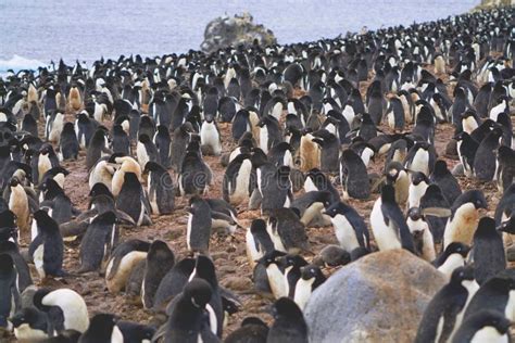 Hundreds Of Adelie Penguins Are Resting On The Shore Stock Photo