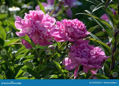 Japanese Form Of Pink Peony Or Paeony Paeonia In Summer Stock Image