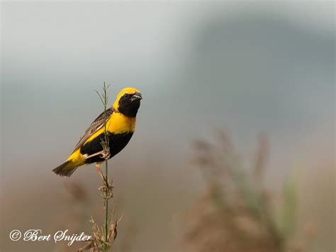 Birding Portugal Yellow Crowned Bishop Birding In Portugal