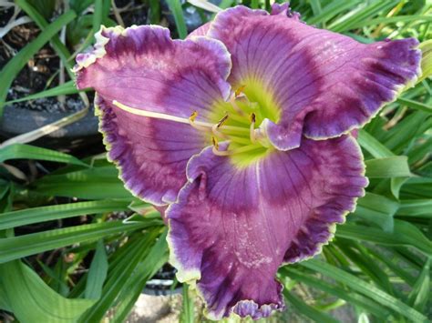 Photo Of The Bloom Of Daylily Hemerocallis Blue Rhino Posted By