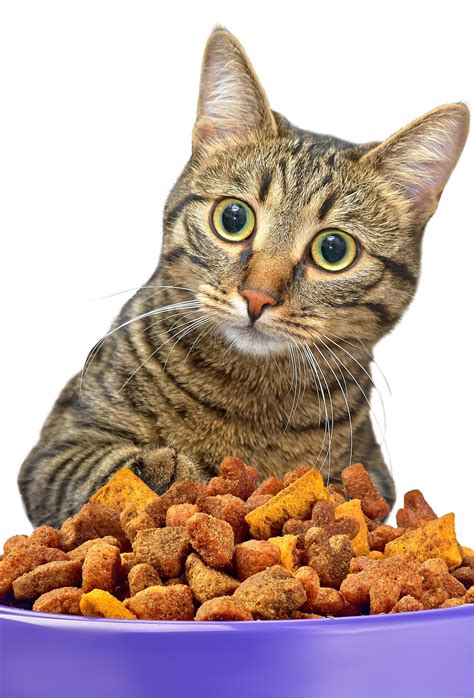 Remember that with all of the different cat food options, you'll need to check serving sizes. Myth Buster: Canned vs. Dry Food - Catwatch Newsletter