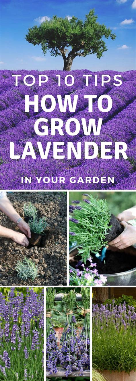 Top 10 Tips How To Grow Lavender Growing Lavender Planting Lavender
