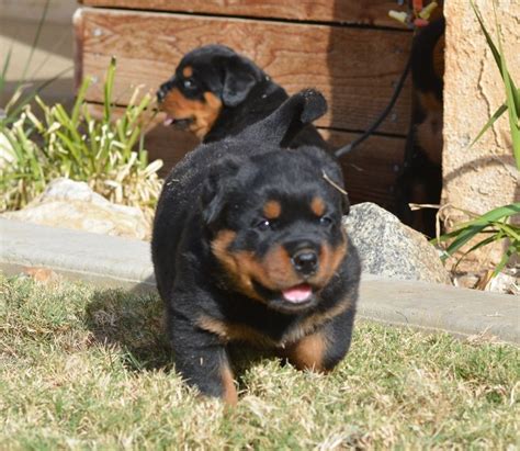 Serious inquiries only please these are extremely high quality rottweilers that make excellent show, breeding, working or excellent. Best 25+ German rottweiler puppies ideas on Pinterest ...