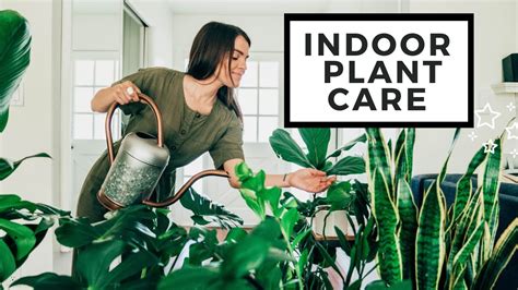 How To Care For Indoor Plants Best House Plants Youtube