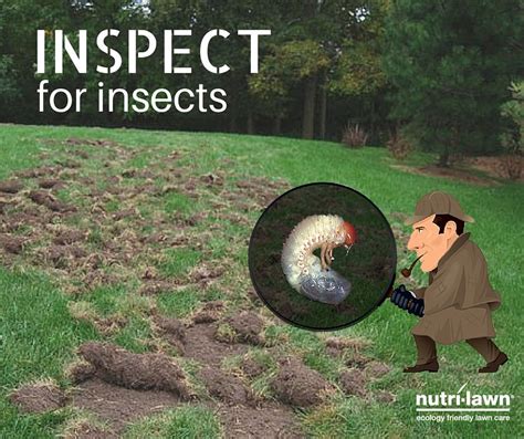 Inspect Your Lawn For White Grubs Or Chinch Bugs Before The Raccoons Do