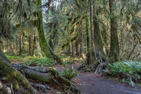 Hoh Rainforest At Olympic National Park Stock Photo Image Of Olympic