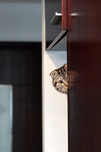 18 Cute Pictures Of Peeking Cats Peeking Cat Cute Pictures Cats