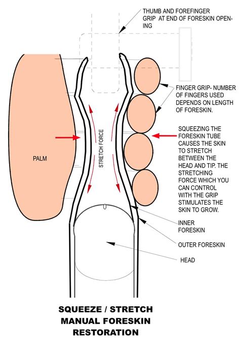 B Foreskin Restoration Manual Tugging Squeeze Stretch Technique Restoring