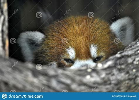 Red Panda Asian Exhibit Oklahoma City Zoo Stock Image Image Of