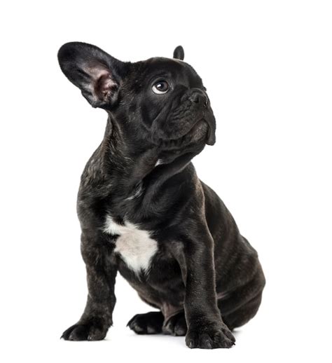 Premium Photo Puppy Black French Bulldog Sitting And Looking Away