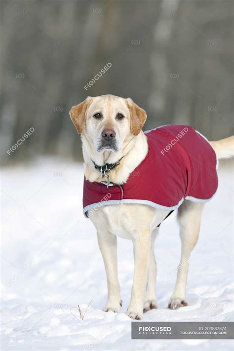 Yellow Labrador Retriever Dog Wearing Red Coat In Winter — Natural
