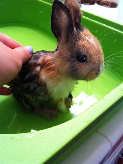 Just A Bunny Taking A Bath Raww