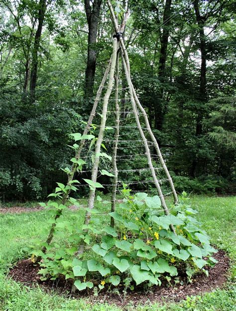 24 Easy Diy Garden Trellis Ideas And Best Plant Structure Designs Nelle