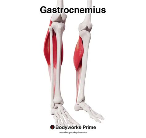 Gastrocnemius Muscle Anatomy Bodyworks Prime