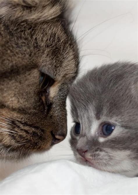 22 Adorable Pictures Of Mother Cats And Their Kittens We Love Cats