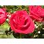 Rose Flowers – Flowerinfoorg