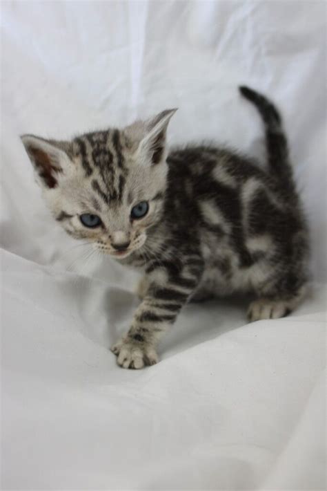 Reserved Rare Silver Marble Tica Bengal Kitten Boy For Sale In
