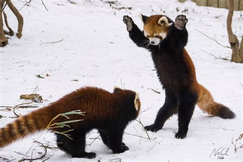 Intimidate Pandas Playing Red Panda Panda Puppy