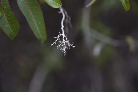 Dry Branch Closeup Free Stock Photo Public Domain Pictures