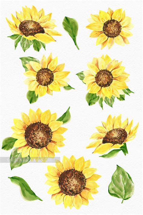 Sunflower Watercolor Clipart Boho Sunflower Png Modern Clipart By Olga Koelsch Thehungryjpeg