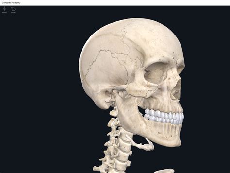 Bones Skull Anatomy And Physiology