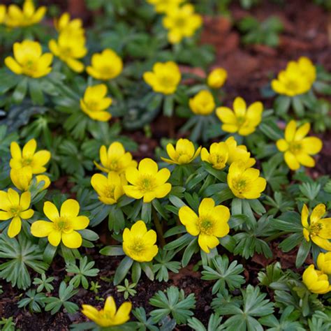 The plant grows to about 12 to. Plant Bulbs with Deer and Rabbit Resistance - Nature's ...