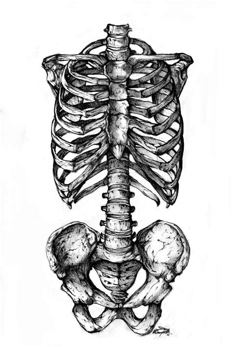 Eatsleepdraw Skeleton Drawings Anatomy Art Skeleton Art
