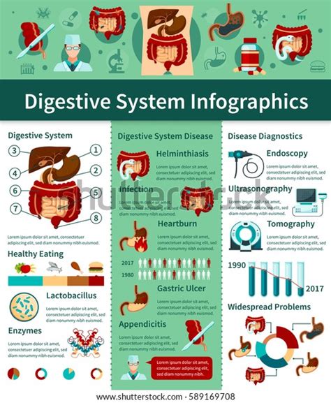 Colored Digestive System Flat Infographics Different Stock Vector