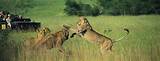 Safari Kruger National Park Pictures