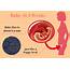 4 Weeks Pregnant Baby Development Info Graphicjpg  Babies Carrier