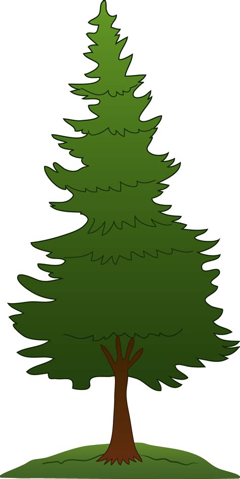 Best Pine Tree Clipart 24516