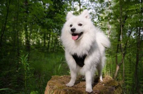 Japanese Spitz Vs Pomeranian All The Differences With Pictures Hepper