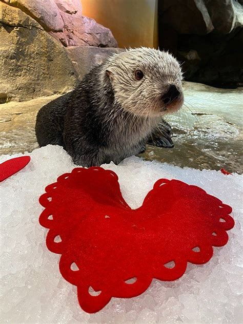 Sea Otters Celebrate Valentines Day With Crafts And Treats — The Daily