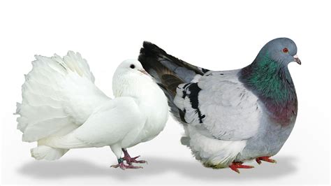 Les Pigeons La Ferme De Beaumont